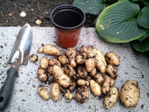 Potatoes Potatoes