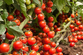 Tomatoes Tomatoes