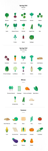 Vegetable Growing Infographic Vegetable Growing Infographic