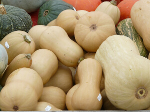 Winter Squash Winter Squash