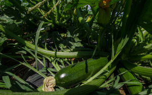 Zuchinni Zuchinni