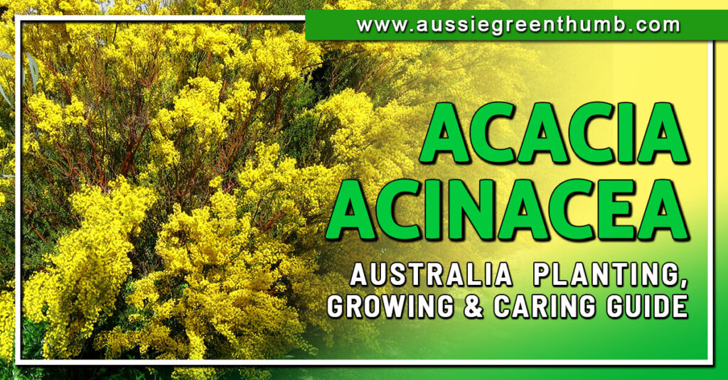 Acacia Acinacea Australia Planting, Growing and Caring Guide