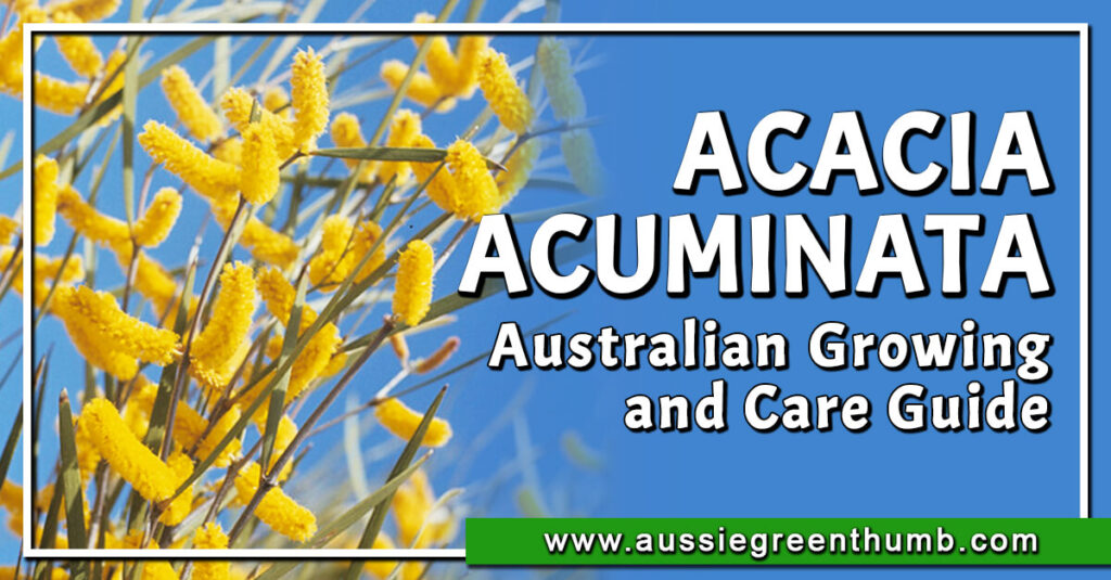 Acacia Acuminata Australian Growing and Care Guide