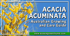 Acacia Acuminata Australian Growing and Care Guide
