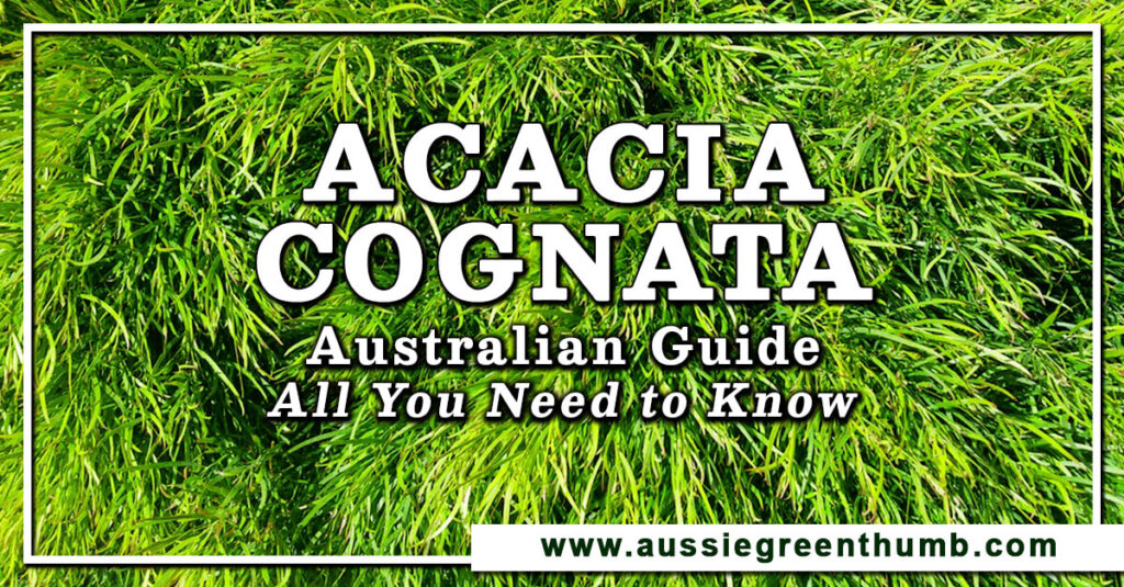 Acacia Cognata Australian Guide All You Need to Know