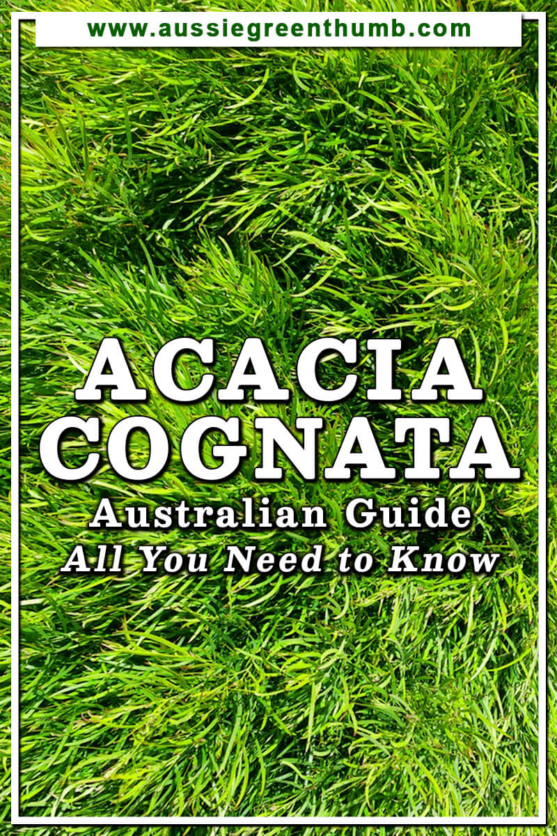Acacia Cognata Australian Guide All You Need to Know