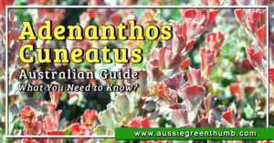 Adenanthos Cuneatus Australian Guide