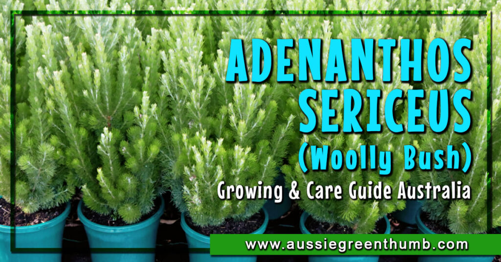 Adenanthos Sericeus Guide Australia