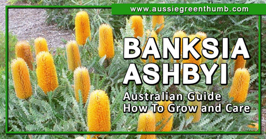 Banksia Ashbyi Australian Guide How To Grow and Care