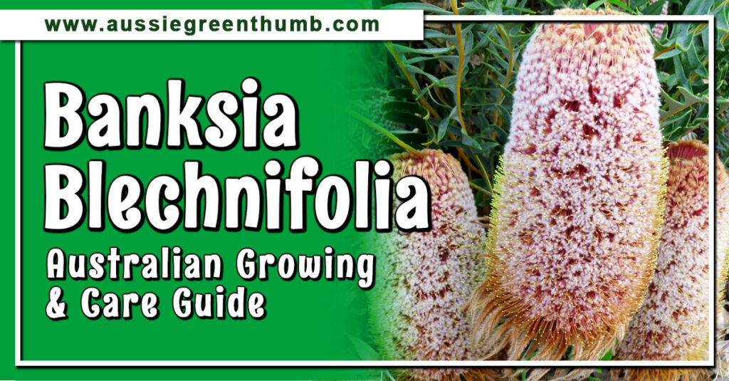 Banksia Blechnifolia Australian Growing and Care Guide