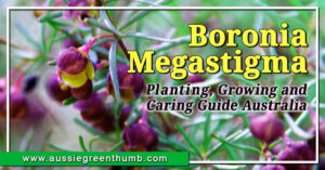 Boronia Megastigma Guide Australia
