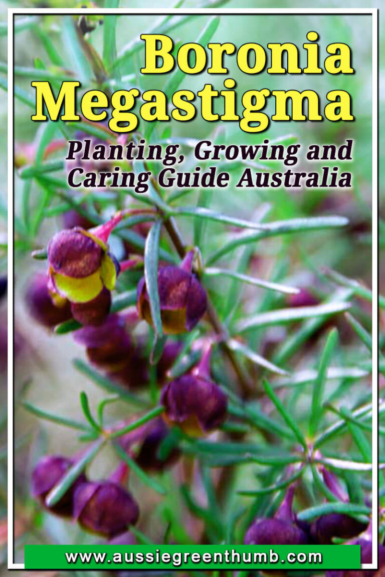Boronia megastigma Growing + Care Guide Australia AGT