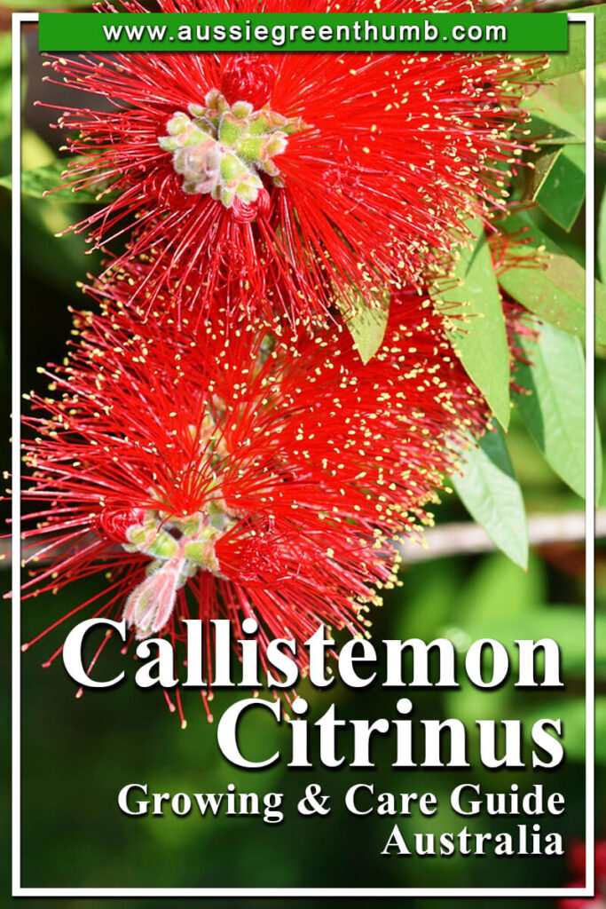 Callistemon citrinus | Growing + Care Guide Australia - AGT