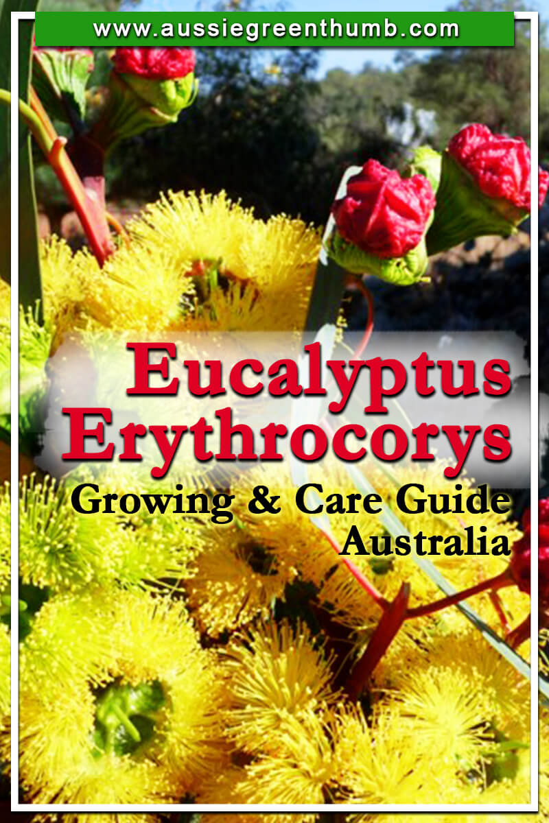 Eucalyptus Erythrocorys Growing & Care Guide Australia