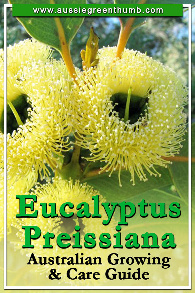 Eucalyptus Preissiana Australian Growing &amp; Care Guide