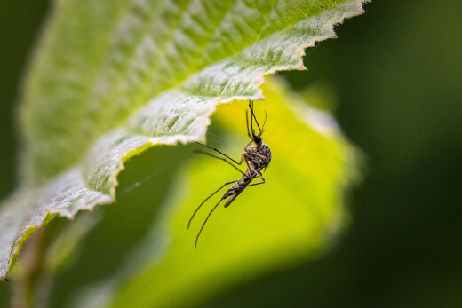 Getting Rid of Mosquitoes from Your Backyard Getting Rid of Mosquitoes from Your Backyard
