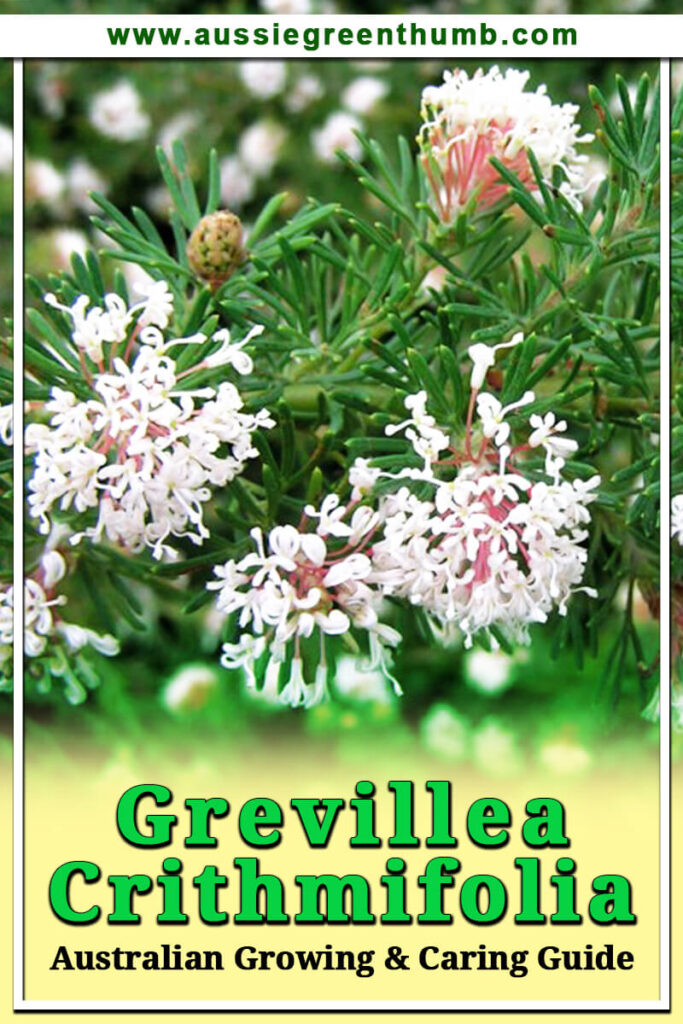 Grevillea crithmifolia Growing + Care Guide Australia AGT
