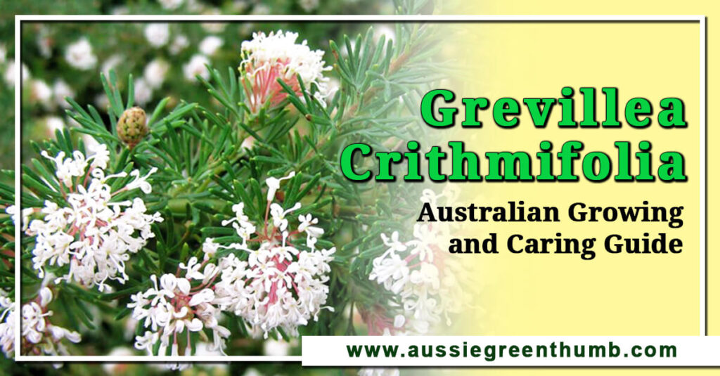 Grevillea Crithmifolia Australian Guide