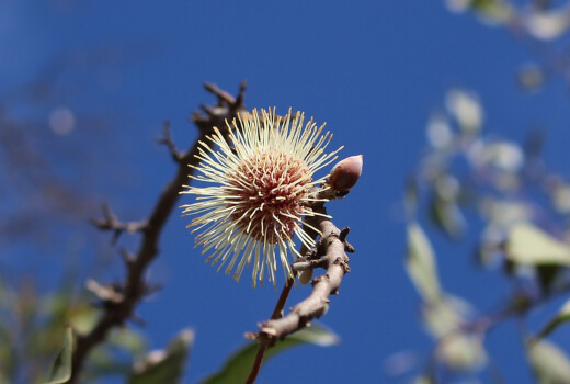 Growing Guide for Hakea Laurina