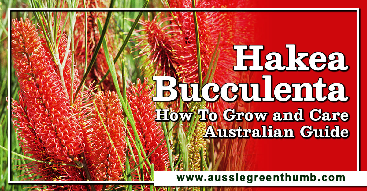 Hakea bucculenta (Red Pokers) Growing + Care Guide Australia AGT
