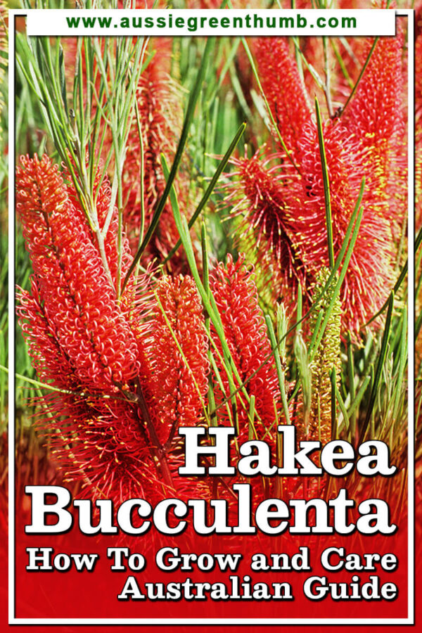 Hakea bucculenta (Red Pokers) Growing + Care Guide Australia AGT