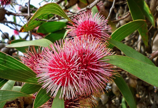 Hakea laurina has long been considered a symbol of nobility and longevity