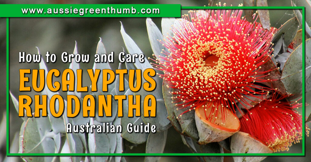 Eucalyptus Rhodantha Australian Guide