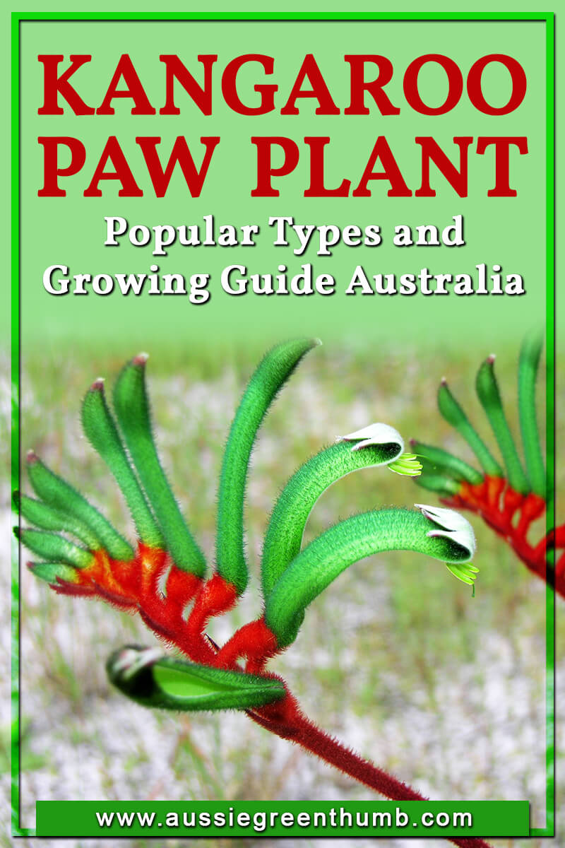 Kangaroo Paw Plant Popular Types and Growing Guide Australia