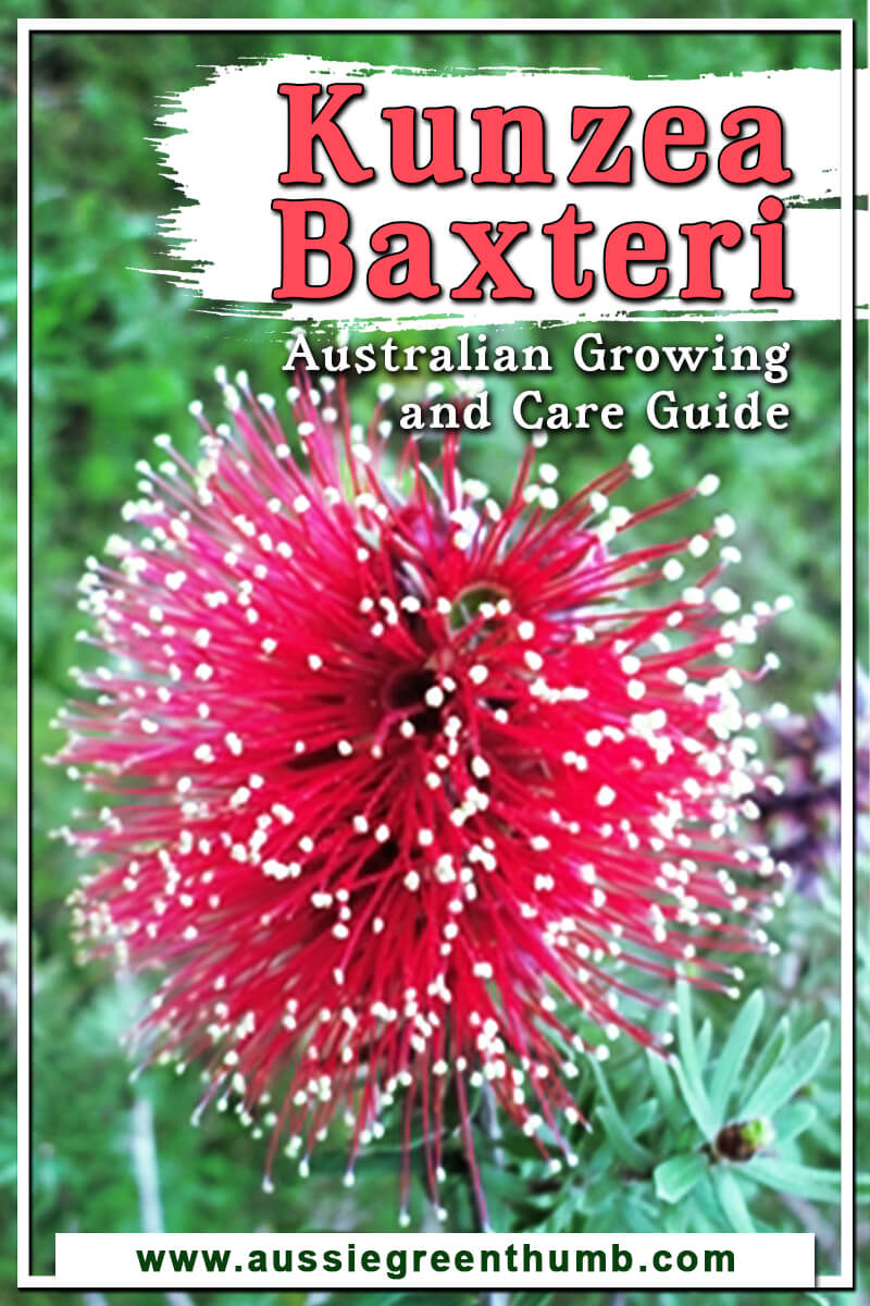 Kunzea Baxteri Australian Growing and Care Guide