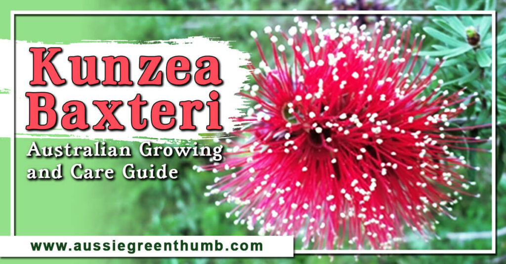 Kunzea Baxteri Australian Guide