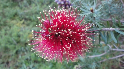 Kunzea baxteri is best suited to temperate and cool climates around Australia which experience a wet winter and a hot, dry summer