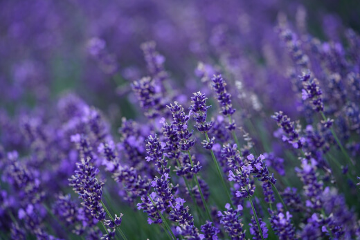 Lavender deter mosquitoes Lavender deter mosquitoes