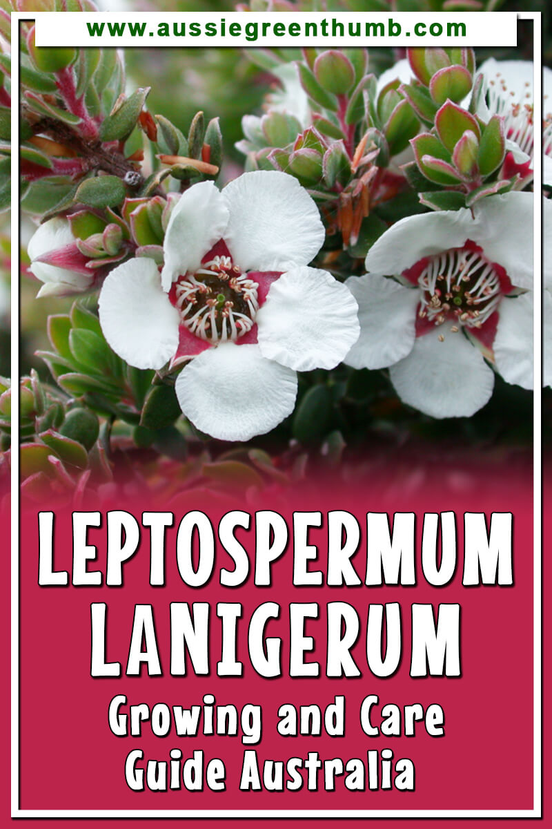 Leptospermum Lanigerum Growing and Care Guide Australia