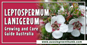 Leptospermum Lanigerum Guide Australia