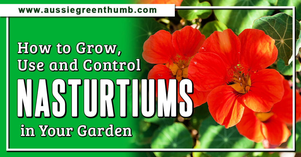 Nasturtiums in Your Garden