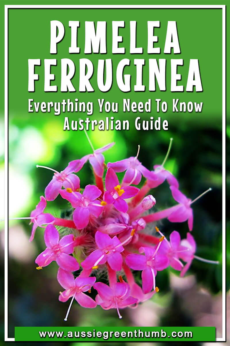Pimelea Ferruginea Everything you Need to Know Australia Guide