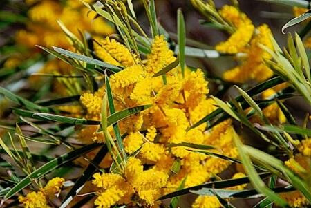 acacia acuminata is a species of Acacia that is native to the South West of Western Australia
