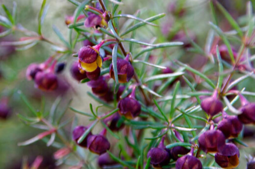 boronia megastigma are commonly used in the cut flower trade and so are quite highly sought after