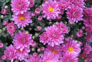 Chrysanthemum | How to Grow and Care for in Australia - AGT