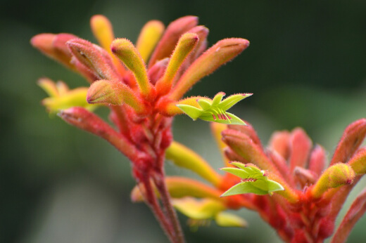 Anigozanthos, also known as Kangaroo Paw plants, are a beautiful, easy and rewarding plant to grow in your garden