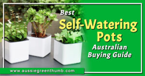 Best Self-Watering Pots Australian Buying Guide