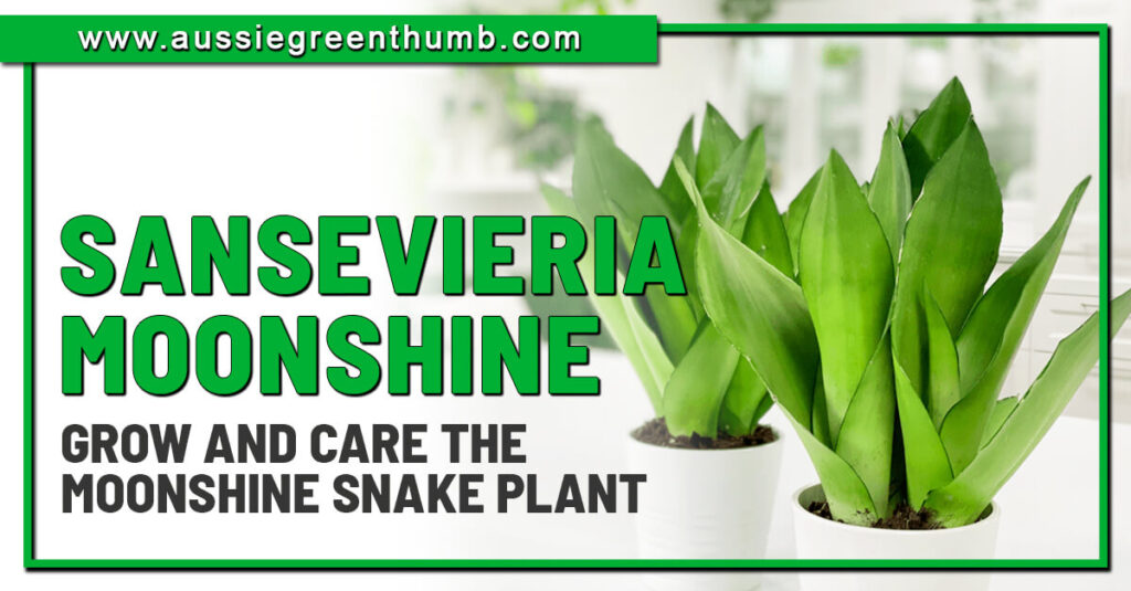 Sansevieria Moonshine Grow and Care the Moonshine Snake Plant