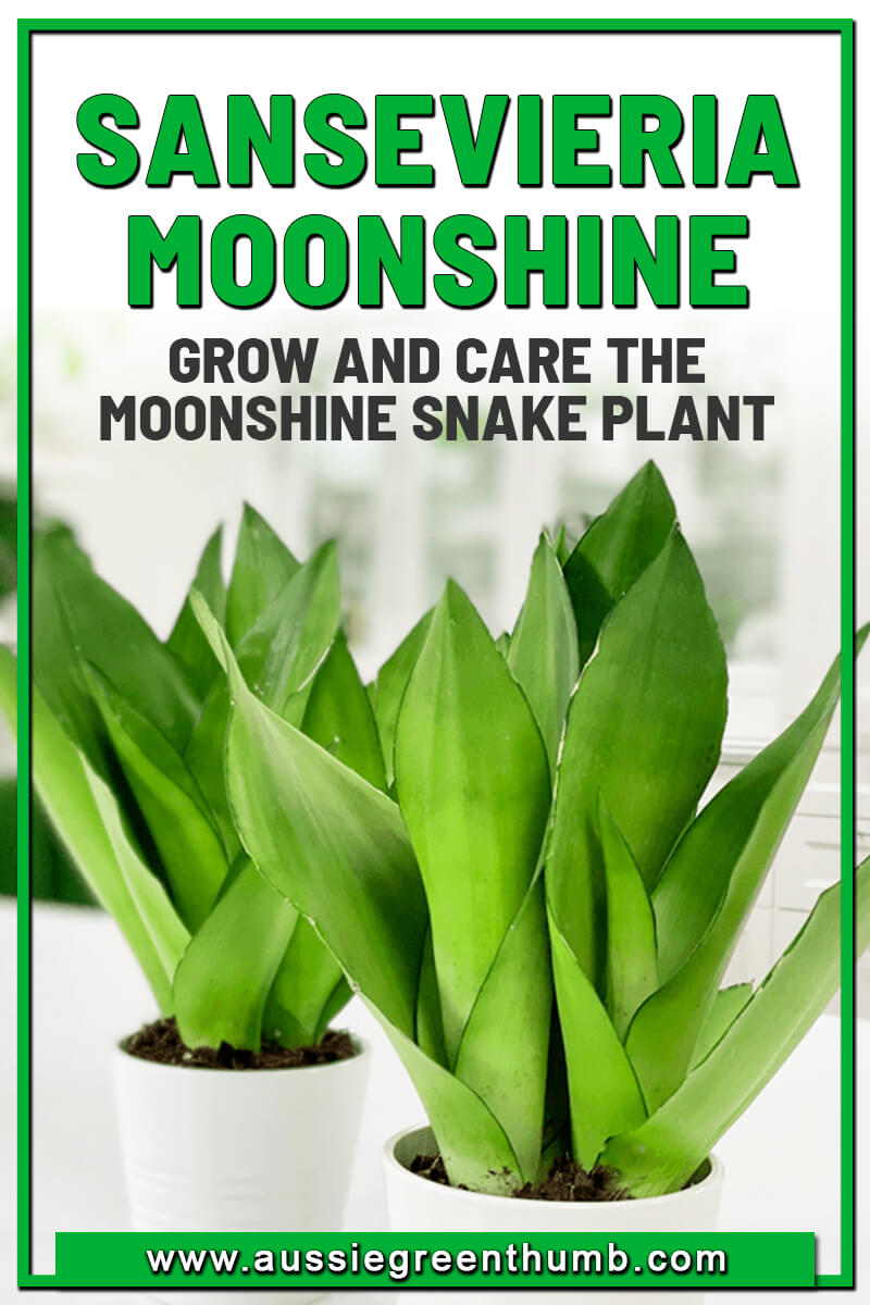 Sansevieria Moonshine Grow and Care the Moonshine Snake Plant