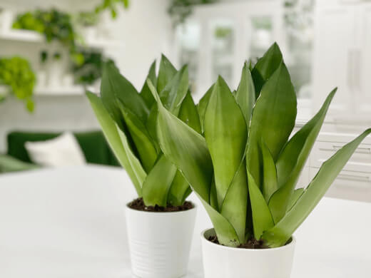 Sansevieria Moonshine is easily grown indoors and outdoors