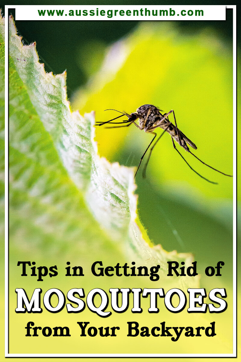 Tips in Getting Rid of Mosquitoes from Your Backyard Tips in Getting Rid of Mosquitoes from Your Backyard