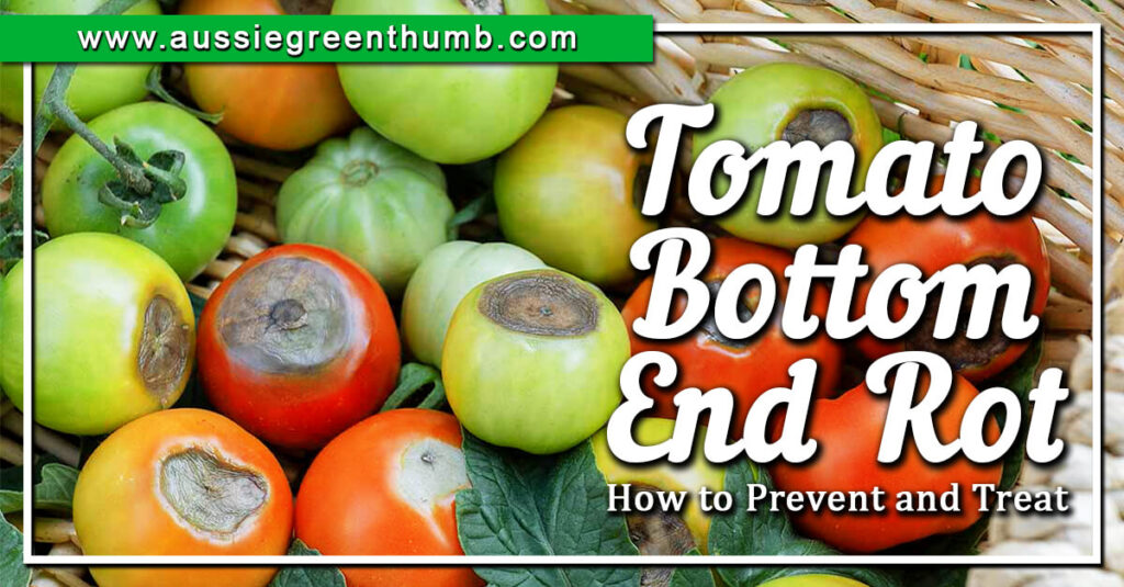 Tomato Rot How to Prevent and Treat