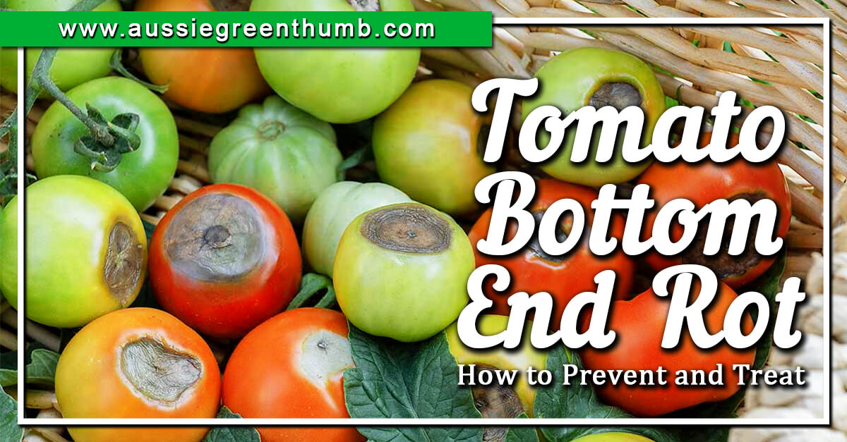 Tomatoes Rotting Prevent and Treat Tomato Blossom End Rot AGT