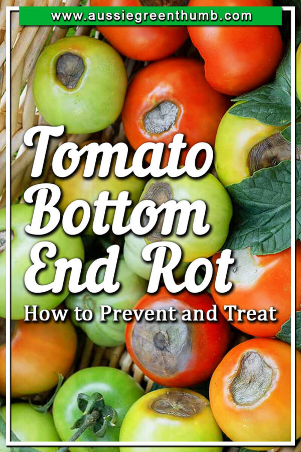 Tomatoes Rotting – Prevent and Treat Tomato Blossom End Rot | AGT