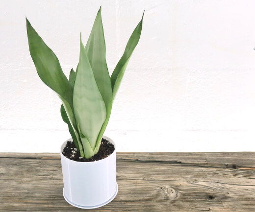 Growing Sansevieria Moonshine in Your Home or Office