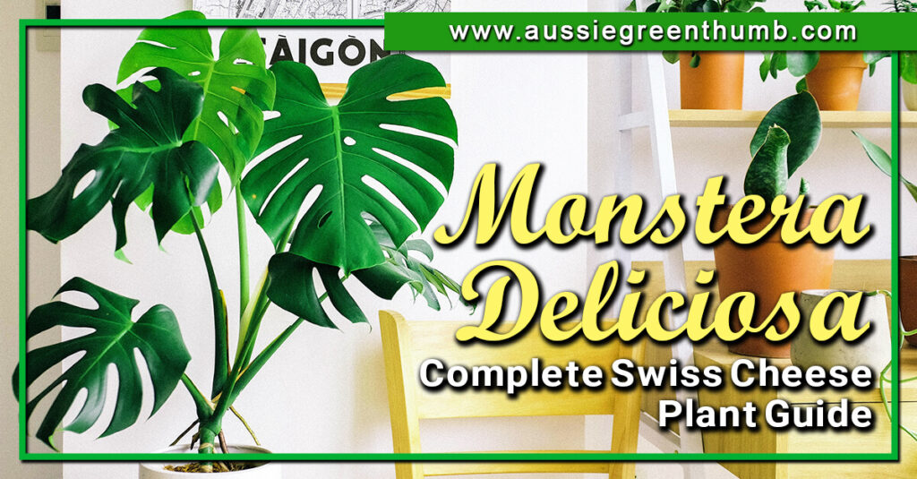 Monstera Deliciosa Complete Swiss Cheese Plant Guide